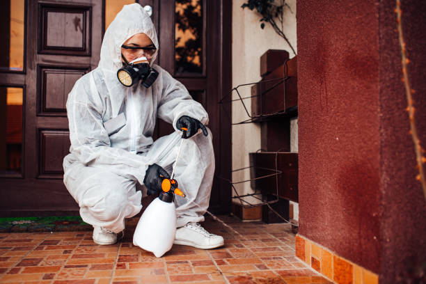 Attic and Crawl Space Rodent Treatment in Wheatley Heights
